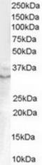Growth Differentiation Factor 15 antibody, TA302498, Origene, Western Blot image 