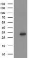 Homeobox C11 antibody, TA502573S, Origene, Western Blot image 
