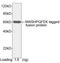 Strep Tag II antibody, LS-C203600, Lifespan Biosciences, Western Blot image 