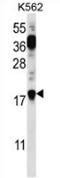 Parathymosin antibody, AP53505PU-N, Origene, Western Blot image 