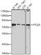 Pentatricopeptide Repeat Domain 3 antibody, 23-625, ProSci, Western Blot image 