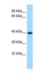 CWC25 Spliceosome Associated Protein Homolog antibody, orb326636, Biorbyt, Western Blot image 