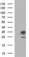 Pyridoxal Phosphate Binding Protein antibody, TA590555, Origene, Western Blot image 
