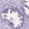 Leucine Rich Repeat Containing 73 antibody, HPA046698, Atlas Antibodies, Immunohistochemistry frozen image 