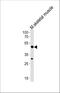 Homeobox C10 antibody, A09018-2, Boster Biological Technology, Western Blot image 