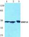 Bone morphogenetic protein 10 antibody, PA5-75487, Invitrogen Antibodies, Western Blot image 