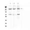 CD163 antibody, PA5-78961, Invitrogen Antibodies, Western Blot image 