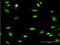 Minichromosome Maintenance Complex Component 3 antibody, MA5-19313, Invitrogen Antibodies, Immunofluorescence image 