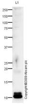 Oxytocin/Neurophysin I Prepropeptide antibody, ab67457, Abcam, Western Blot image 