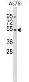 Dual specificity protein phosphatase 10 antibody, LS-C157697, Lifespan Biosciences, Western Blot image 