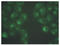 B2M antibody, AM02302PU-N, Origene, Immunofluorescence image 