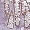 Anoctamin 8 antibody, HPA049206, Atlas Antibodies, Immunohistochemistry frozen image 