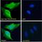 Polo Like Kinase 4 antibody, GTX22642, GeneTex, Immunofluorescence image 