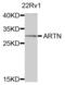 ARTN antibody, PA5-76306, Invitrogen Antibodies, Western Blot image 