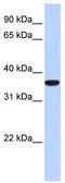 MAF BZIP Transcription Factor B antibody, TA344436, Origene, Western Blot image 
