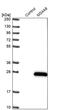 Membrane Spanning 4-Domains A8 antibody, PA5-52419, Invitrogen Antibodies, Western Blot image 