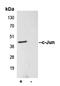 Jun Proto-Oncogene, AP-1 Transcription Factor Subunit antibody, LS-C352425, Lifespan Biosciences, Immunoprecipitation image 