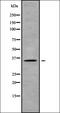 Olfactory Receptor Family 10 Subfamily H Member 5 antibody, orb336409, Biorbyt, Western Blot image 