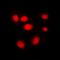 Src substrate cortactin antibody, orb216100, Biorbyt, Immunofluorescence image 