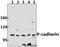 Cadherin 3 antibody, GTX66687, GeneTex, Western Blot image 