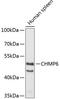 Charged Multivesicular Body Protein 6 antibody, 19-512, ProSci, Western Blot image 