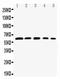 RELB Proto-Oncogene, NF-KB Subunit antibody, PA1803, Boster Biological Technology, Western Blot image 