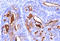 Sialyl Lewis a antibody, AM33126PU-S, Origene, Immunohistochemistry paraffin image 