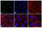 Protein phosphatase inhibitor 2 antibody, 44-1160G, Invitrogen Antibodies, Immunofluorescence image 