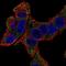 Solute Carrier Family 6 Member 14 antibody, NBP1-86521, Novus Biologicals, Immunofluorescence image 