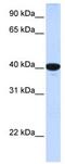 G6Pase antibody, ab83690, Abcam, Western Blot image 