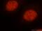 hMSH2 antibody, 15520-1-AP, Proteintech Group, Immunofluorescence image 