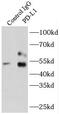 PD-L1 antibody, FNab06280, FineTest, Immunoprecipitation image 