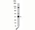 14-3-3 sigma antibody, N1084-100UG, NSJ Bioreagents, Western Blot image 
