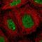 Zinc Finger Protein 350 antibody, HPA001521, Atlas Antibodies, Immunofluorescence image 