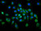 Phospholipase C Like 1 (Inactive) antibody, LS-C681068, Lifespan Biosciences, Immunofluorescence image 