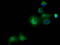 Pantothenate kinase 2, mitochondrial antibody, TA501419, Origene, Immunofluorescence image 