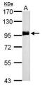 Membrane Metalloendopeptidase antibody, PA5-29354, Invitrogen Antibodies, Western Blot image 