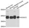 Homeobox protein Hox-A13 antibody, PA5-76440, Invitrogen Antibodies, Western Blot image 