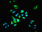 PSP1 antibody, LS-C395908, Lifespan Biosciences, Immunofluorescence image 
