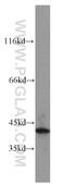 Fatty Acid 2-Hydroxylase antibody, 15452-1-AP, Proteintech Group, Western Blot image 