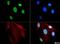Histone Cluster 2 H3 Family Member D antibody, NB21-1074, Novus Biologicals, Immunocytochemistry image 