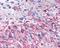 Frizzled Class Receptor 3 antibody, NLS4454, Novus Biologicals, Immunohistochemistry frozen image 