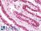 PHD Finger Protein 14 antibody, LS-B10132, Lifespan Biosciences, Immunohistochemistry frozen image 