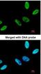 Chromosome 9 Open Reading Frame 78 antibody, NBP1-32518, Novus Biologicals, Immunofluorescence image 