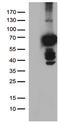 Polo Like Kinase 1 antibody, TA500383, Origene, Western Blot image 