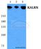 Kalirin RhoGEF Kinase antibody, A04076, Boster Biological Technology, Western Blot image 