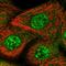 Zinc Finger Protein 160 antibody, HPA023599, Atlas Antibodies, Immunofluorescence image 