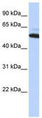 Arginyltransferase 1 antibody, TA346760, Origene, Western Blot image 