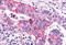 Metabotropic glutamate receptor 6 antibody, MBS244040, MyBioSource, Immunohistochemistry frozen image 