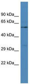 FERM Domain Containing 3 antibody, TA331426, Origene, Western Blot image 